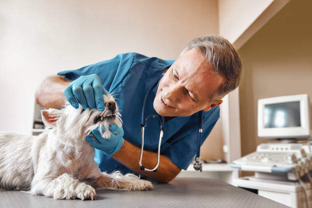 Best Emergency Denture Repair in Unionville, GA